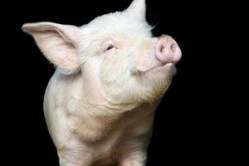 'We're building the evidence base for the benefits of using phytase in pig feed,' says DuPont Animal Nutrition