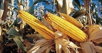 China looks to reduce domestic corn prices to shift stock levels: report