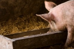 Did lethal pig virus come from contaminated feed?