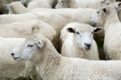 Alltech feed additive can improve weight gain in goats and sheep, says EFSA