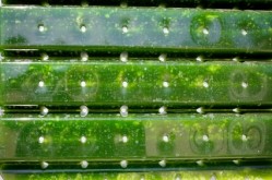Biofuels aid – not raid – algae’s nutritional payload