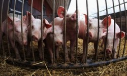 Rising productivity in China's swine sector to support better feed demand in 2016