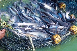 Sustainability a key for seafood business tackling the West, and now Asia