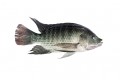 Tips for tilapia production 