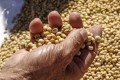 Soy from Brazil loses its flavor for some salmon farmers in Norway 