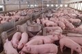 ASF threat for German pig production 