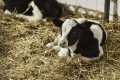 Boosting fertility in cattle 