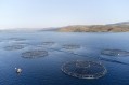An integrated health management system for aquaculture production 