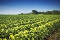 US soy crush expansion prospects 