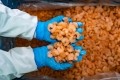 Shrimp sector woes 