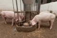 Bid to curb future spread of PEDv in pigs 