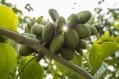 Terviva’s pongamia tree-based business platform aims to sink carbon, improve small-holder livelihoods, and create a new source for biofuel and food. Image: Terviva 