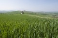 Corn fields near Pienza, Val D'Orcia, Tuscany, Italy © GettyImages/Angelo Cavalli/robertharding