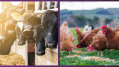Animal AgTech Summit to accelerate action for healthy animals