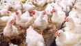How to overcome dysbiosis in broiler production using a complementary and holistic approach