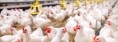 How to overcome dysbiosis in broiler production using a complementary and holistic approach