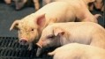 Multi-enzyme blend to improve piglet nutrition and reduce feed costs 