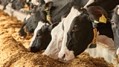 Reducing nitrogen emissions in animal husbandry with amino-acid enriched feed