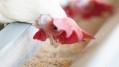 Supplementation of Sel-Plex to enhance laying rate and egg quality of aged laying hens