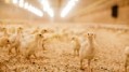Sustainable feed enzymes are transforming animal nutrition
