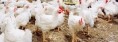 Trace minerals pave the path to stronger footpads in poultry