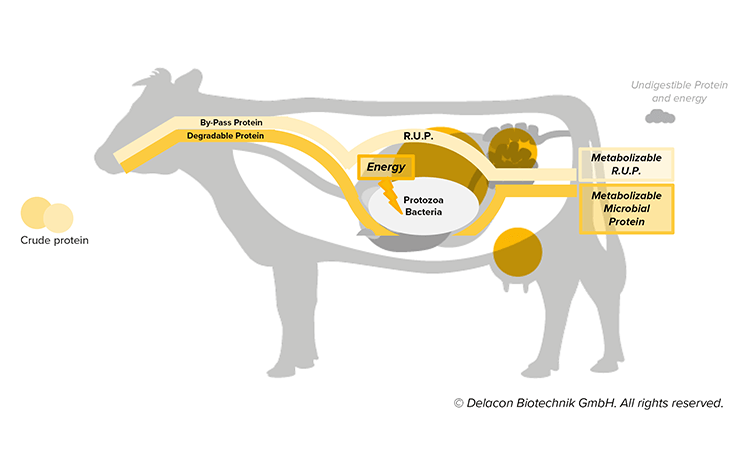 2 _ Protein metabolism in dairy cows