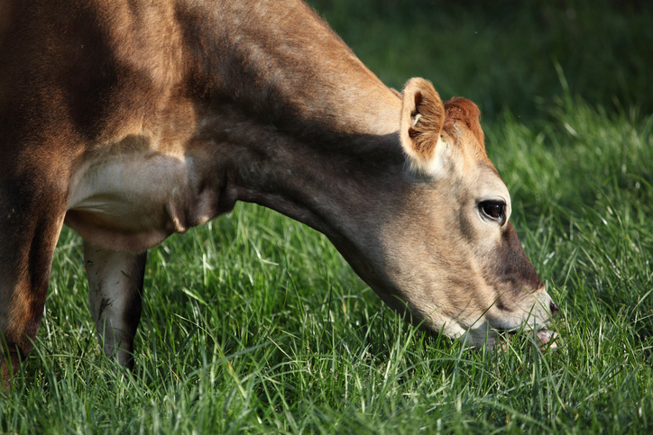 Flaxseed oil use may boost milk yield for cold-stressed dairy cows