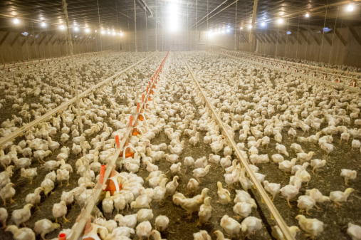 Can fermented feed support gut health in broilers?