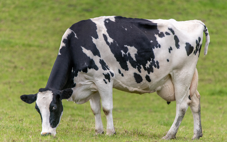 The cow favors natural over synthetic vitamin E
