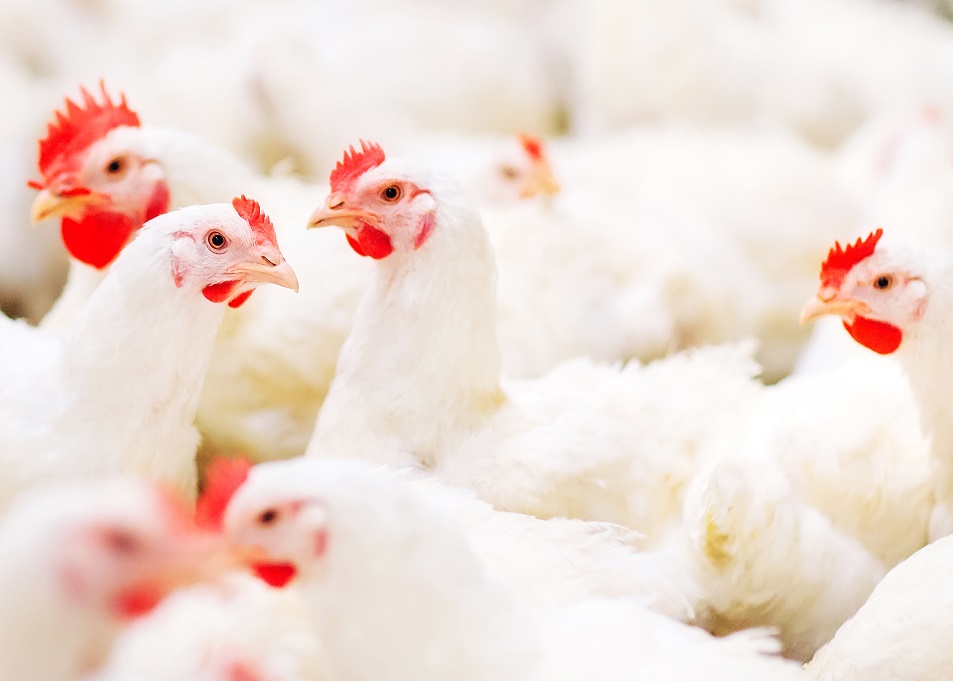 Split-feeding program looks to disrupt conventional approaches to broiler  breeder nutrition