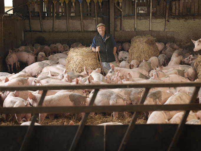 Focarele de PPA ca populație de porci și mistreți sunt în scădere în Uniunea Europeană
