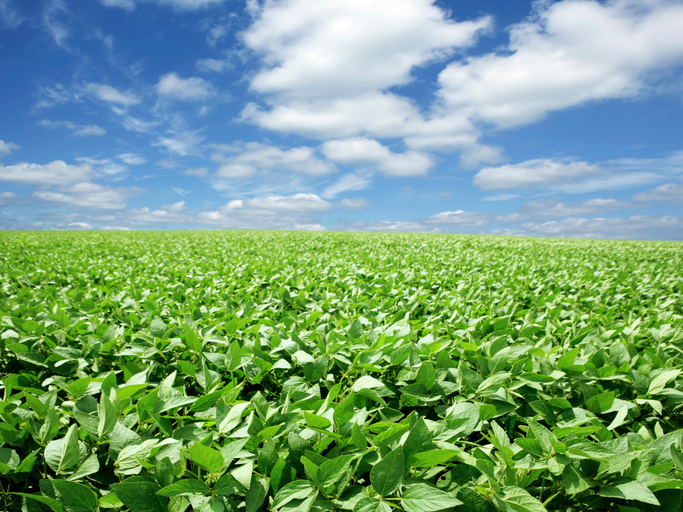 Cargill to build new soybean plant in Missouri