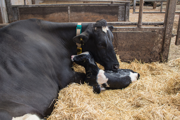 Benefits of calcium for reproductive outcomes in dairy cows