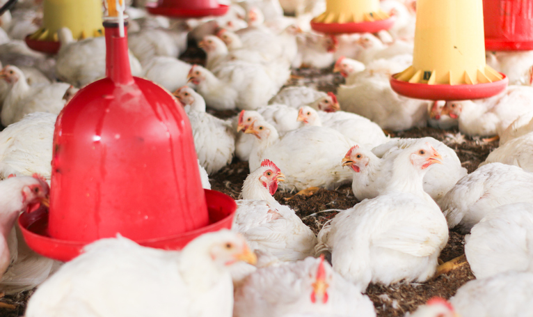 Feeding behaviour will be evaluated as part of Northern Ireland poultry  welfare research project