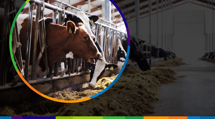 ADM’s holistic approach to animal nutrition.